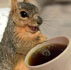 squirrel coffee